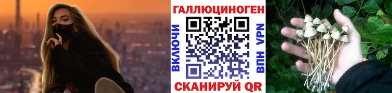 как найти   darknet какой сайт  Галлюциногенные грибы Psilocybine cubensis  Спас-Деменск 